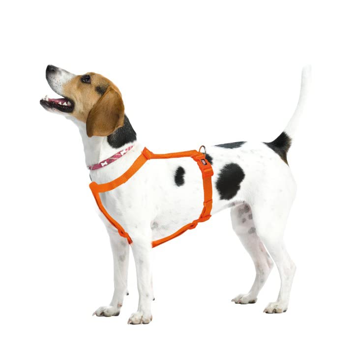 Trixie: - Premium Dog H-Harness | Made Nylon, Lightweight & Adjustable Straps | Two Snap Buckles on The Belly Strap to Easily Slip Around The Body – (75–120 cm/25 mm, L–XL), Papaya…