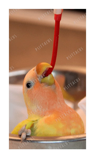 psittacus Bird Hand Feeding red Soft Tube | Bird Hand Feeding Syringe and Needle 5 ml