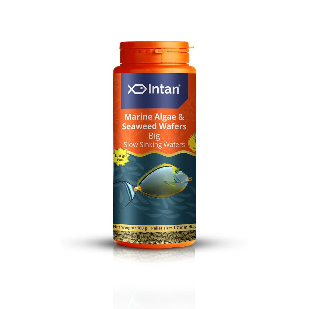 Growel Intan Marine Algae & Seaweed Wafers (Big 1.7mm Slowly Sinking) | 160gm - Highly Nutritious Ornamental Fish Food for Marine fish - Surgeons, Tangs & Angels