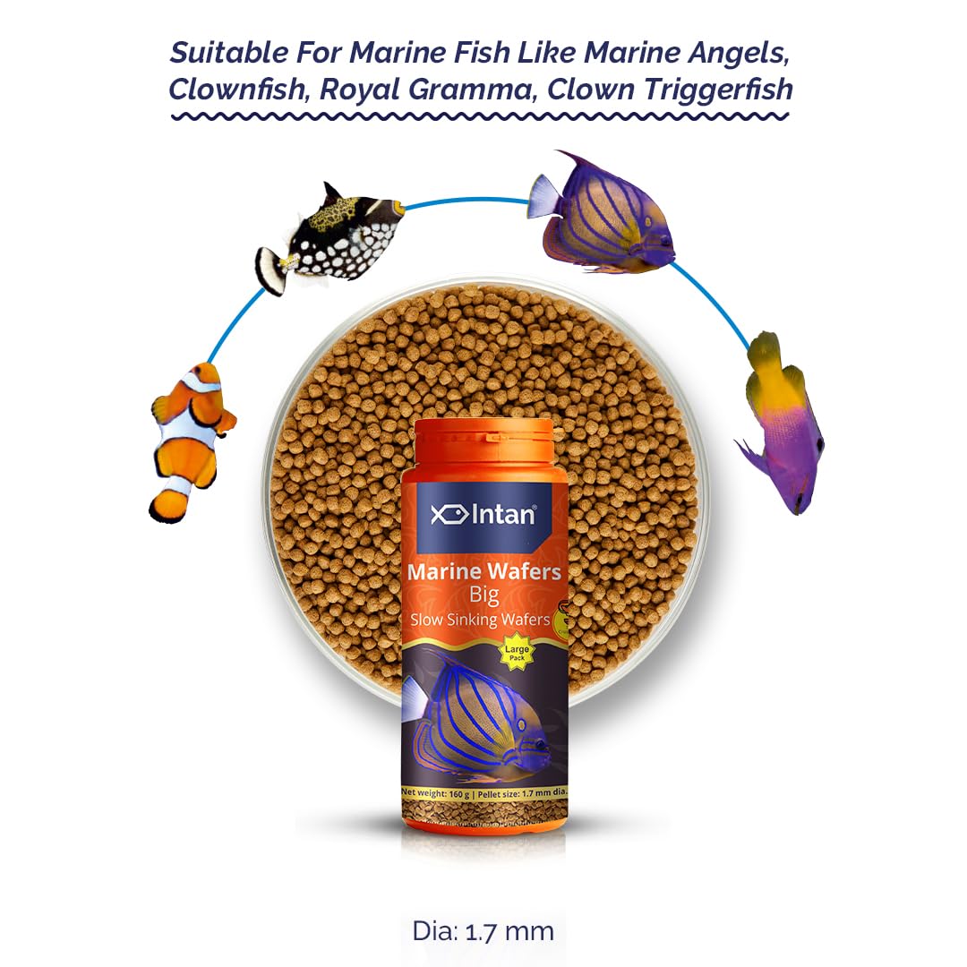 Growel Intan Marine Wafers (Big 1.7mm Slowly Sinking) | 160gm - Highly Nutritious Ornamental Fish Food for Marine Angels, Clownfish, Royal Gramma & Clown Trigger