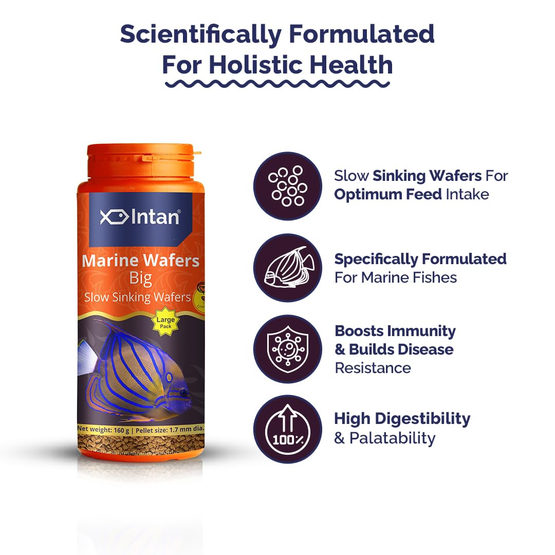 Growel Intan Marine Wafers (Big 1.7mm Slowly Sinking) | 160gm - Highly Nutritious Ornamental Fish Food for Marine Angels, Clownfish, Royal Gramma & Clown Trigger