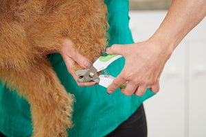 Andis 65700 Animal Nail Cutter for Small Breeds - Stainless Steel Blades with Sharp Efficiency - Designed for Repeated Use & Recommended by Pet Trainers Medium Size & White/Green