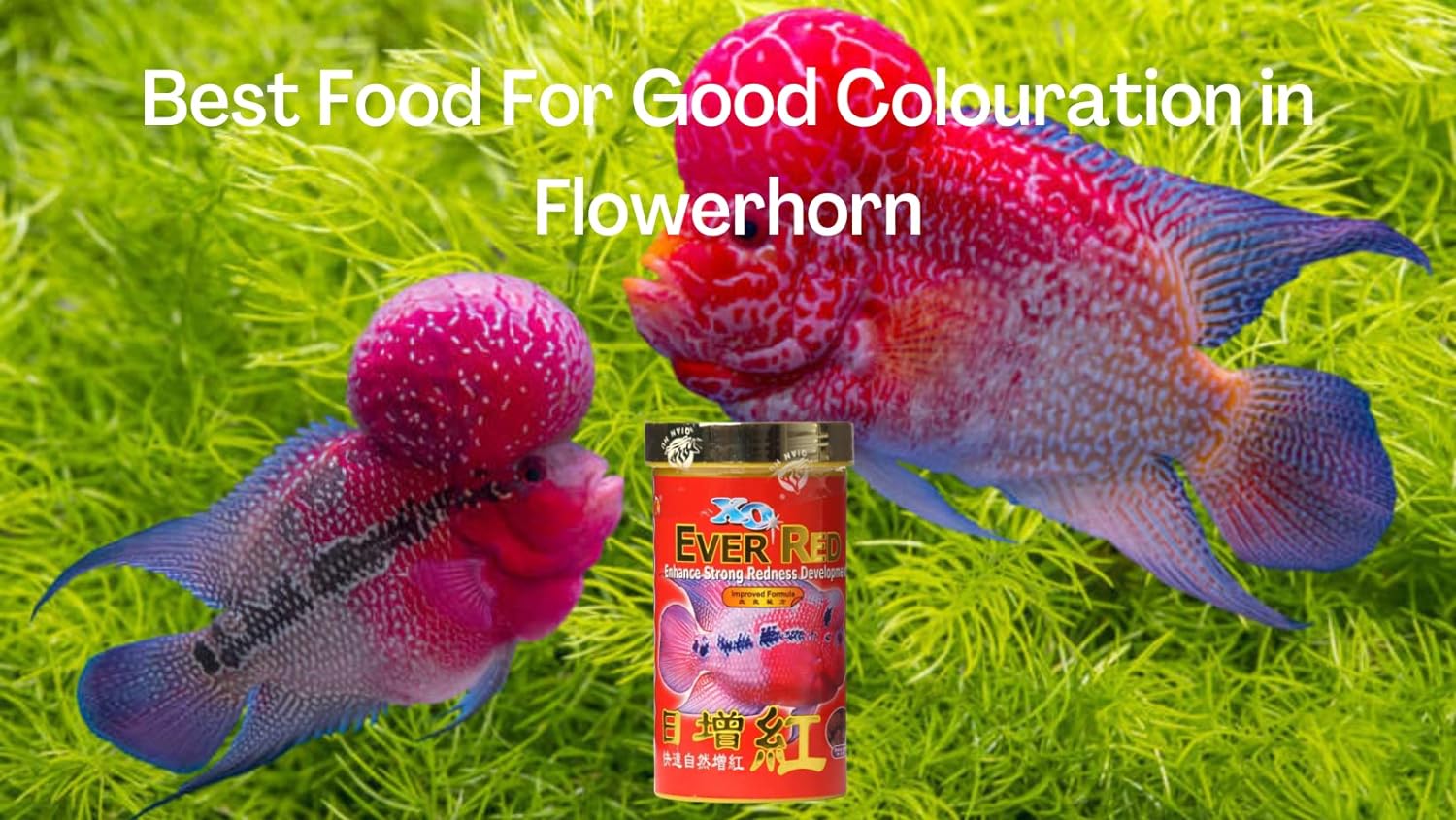 Ocean Free XO Ever Red (Original) Fish Food, 280ML/100G | Enhance Strong Redness Development for Flowerhorn Fish…