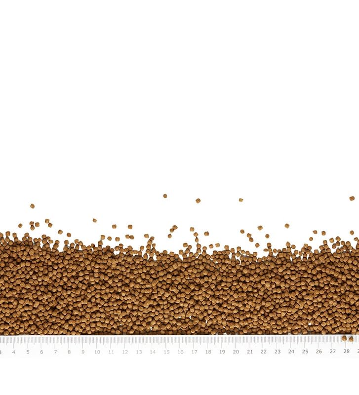 Aquatic Intan Flower Horn Pellets for Fish | Aquarium Fish Food Big Floating Pellets for All Life Stages Fishes | Daily Nutrition Fish Feed for Health & Growth | Large Pack Pellet 150 Gm, 2.8 mm Dia - Image 2