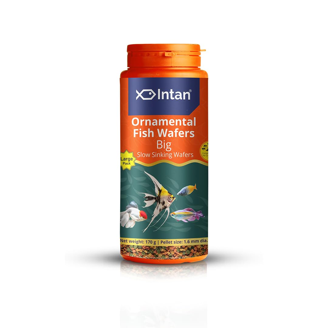 Growel Intan Ornamental Fish Wafers (Big 1.6mm Slow Sinking) | 170gm – Highly Nutritious Ornamental Fish Food for Angels, Gouramis, Goldfish, Barbs & Rainbows