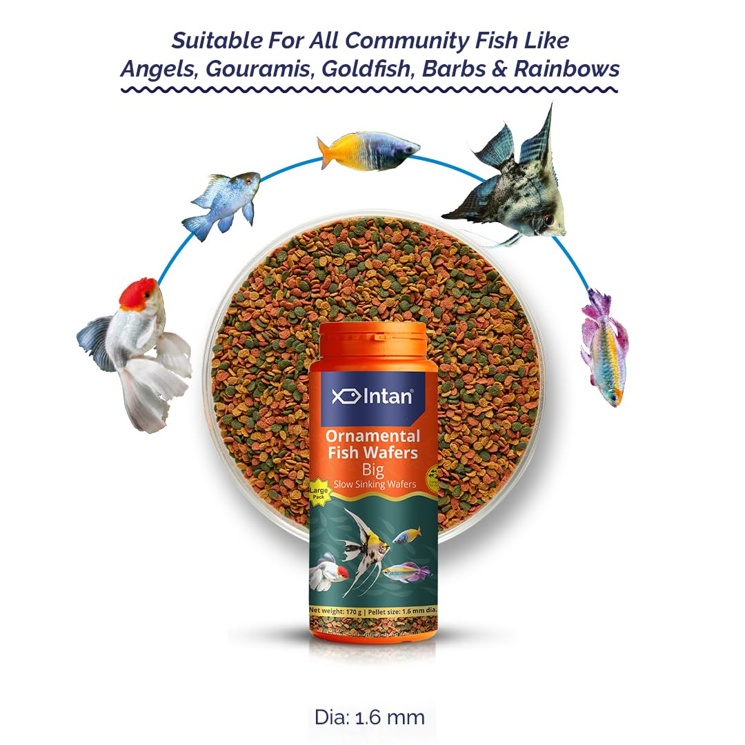 Growel Intan Ornamental Fish Wafers (Big 1.6mm Slow Sinking) | 170gm - Highly Nutritious Ornamental Fish Food for Angels, Gouramis, Goldfish, Barbs & Rainbows - Image 5