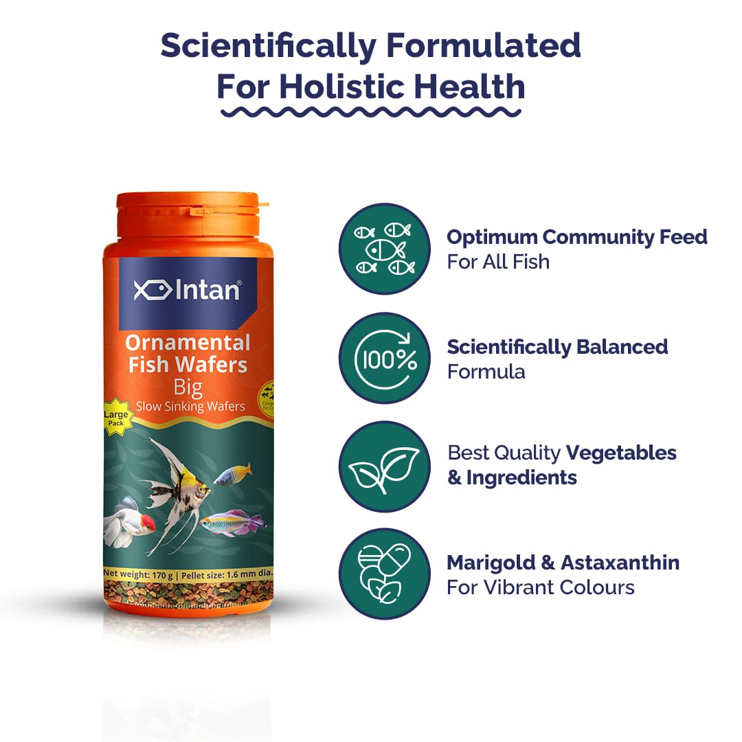 Growel Intan Ornamental Fish Wafers (Big 1.6mm Slow Sinking) | 170gm - Highly Nutritious Ornamental Fish Food for Angels, Gouramis, Goldfish, Barbs & Rainbows - Image 3