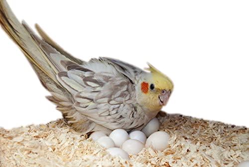 Gorilla pets Dust Less Pine Wood Shavings, Bedding Grass for Hamster, Bird, Chinchillas, Guinea Pig, Mice, Rabbit, Reptiles & Small Animals| Cozy Nesting Material for Birds - 1 Kg - Image 4
